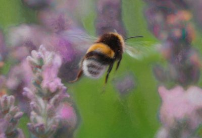 Bee in Lavender by Unbekannt Unbekannt